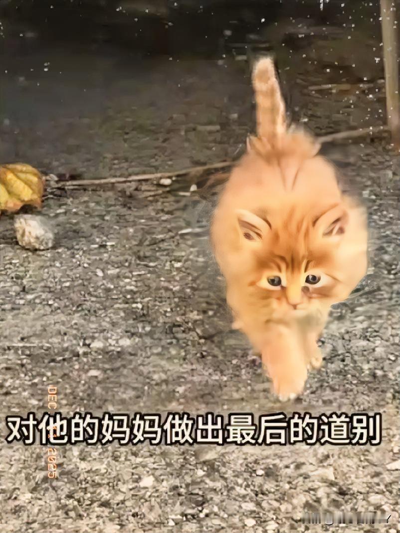 男子在路旁杂草丛生的角落里，偶遇一只小橘猫独自玩耍，它小小的身子蹦蹦跳跳，模样格