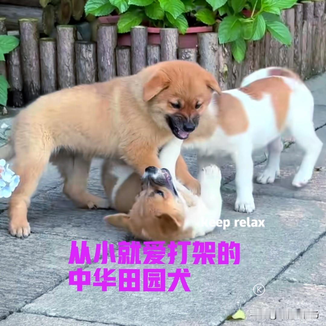 邻居家的母狗，生了三只小狗。小狗们刚刚满月，便给它们断奶了。自从断奶之后，小狗们