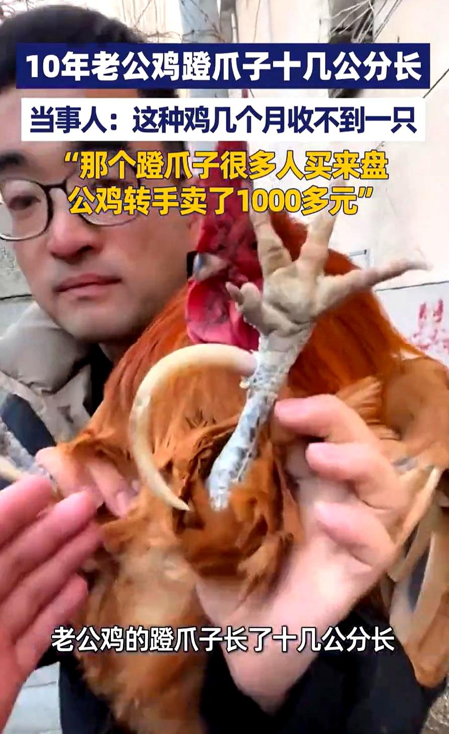 卖亏了！山东泰安，一男子回村里过年，突然发现一老人家里有一只特别的大公鸡，养了十