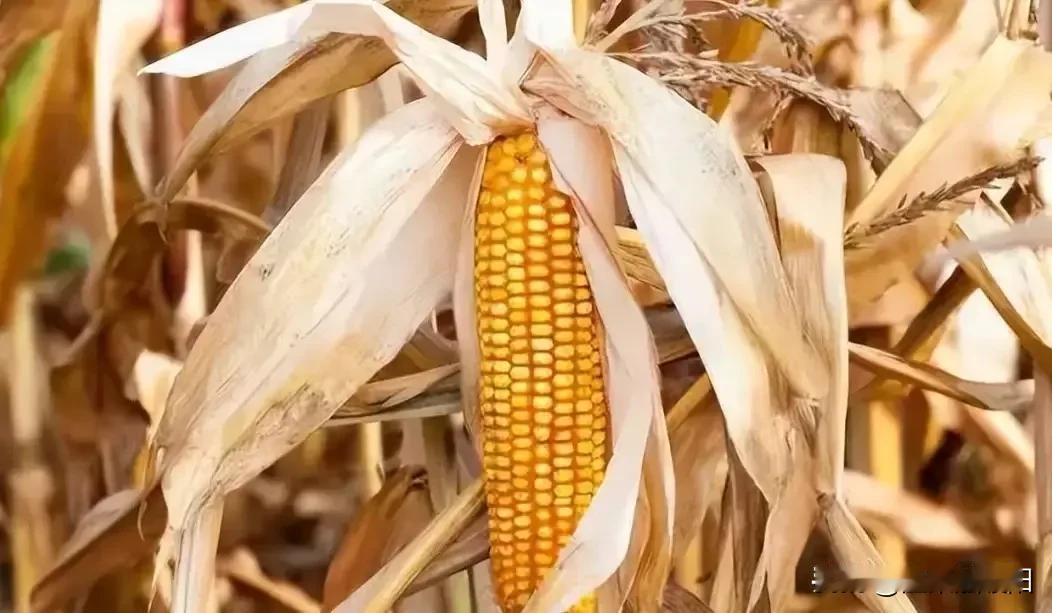 为什么玉米被认为是“外星植物”？大部分人都不知道，全球玉米年产12亿吨，但地球上