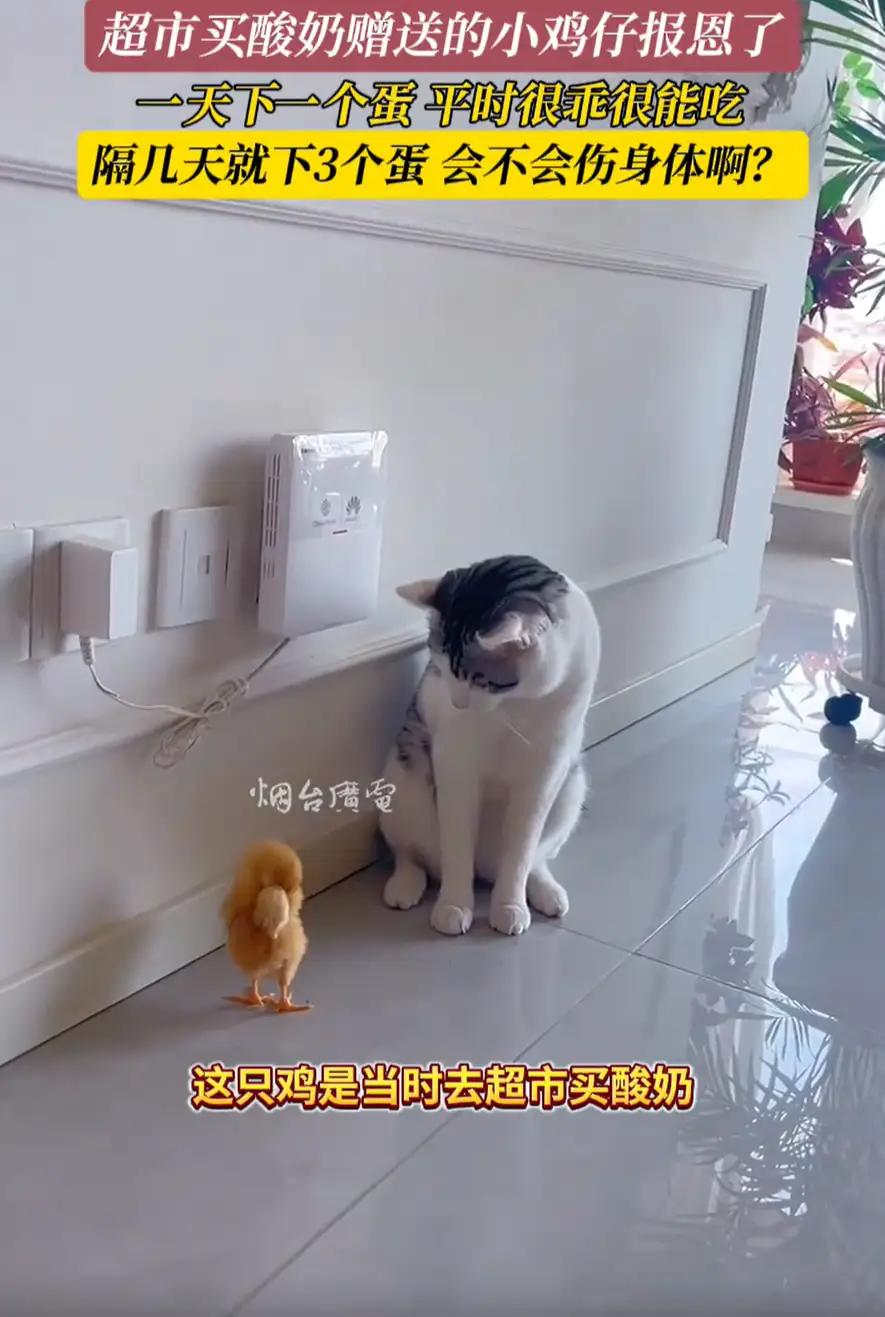 “赚大了！”山东青岛，女子去超市买酸奶时，被赠送了一只小鸡仔，万万没想到，养了几