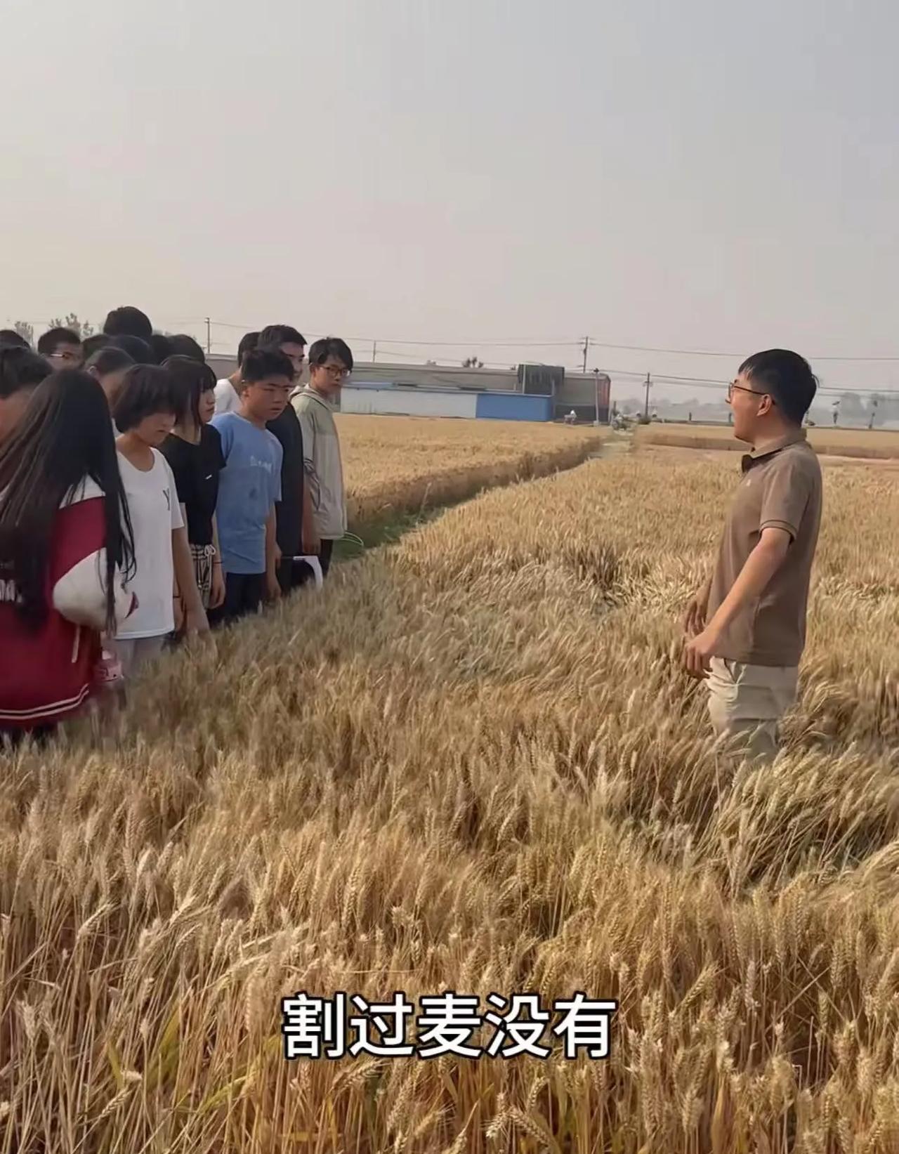 这个90后校长真“狠”！凌晨5点，校长把128名学生喊到自家麦田割麦子，然后自己
