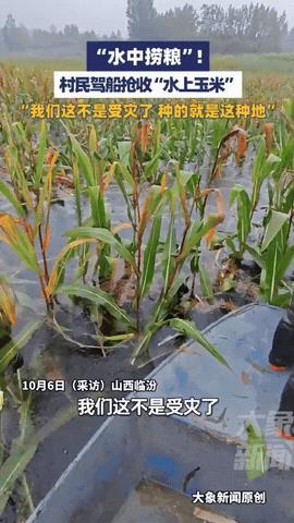 “长见识了！”山西临汾，玉米熟了，村民们去收玉米，可他们不是开三轮车，也不是骑驴