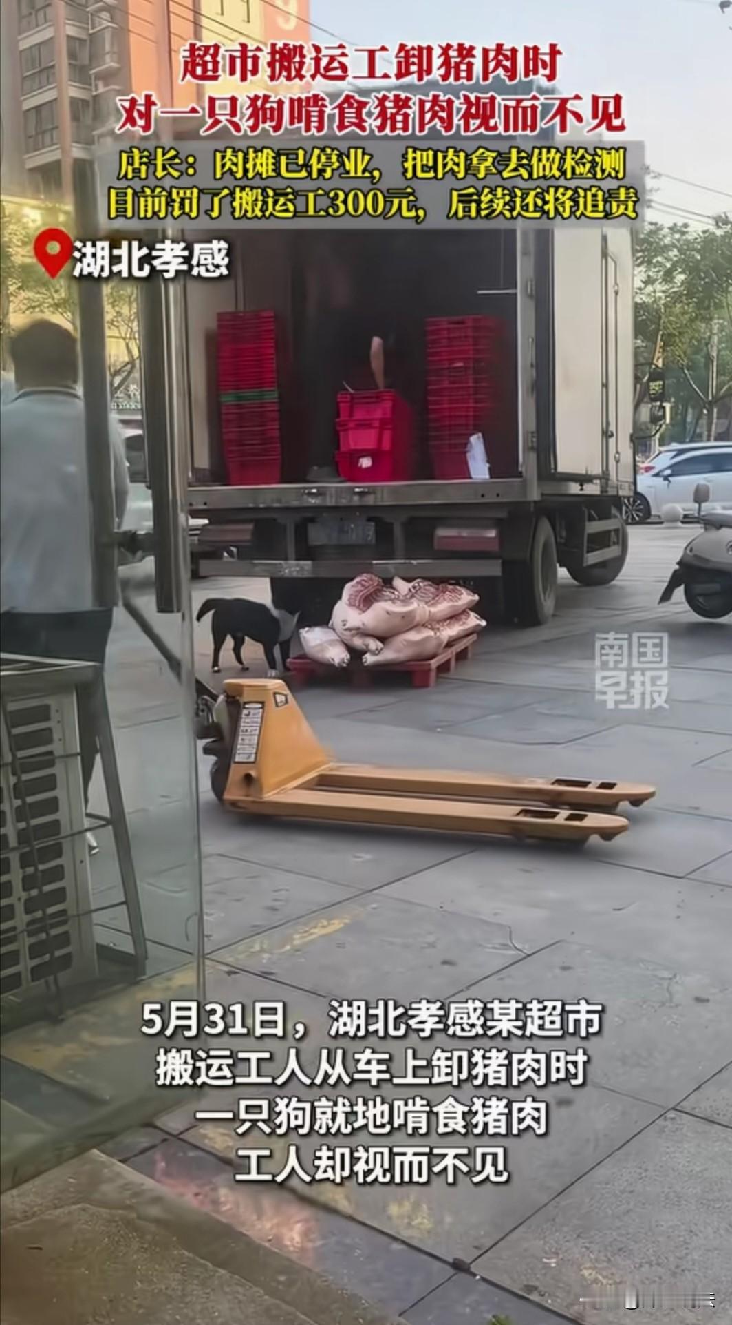 湖北孝昌，某家超市猪肉到货，搬运工将放着两扇猪肉的货板搁在地上，一只黑狗不慌不忙