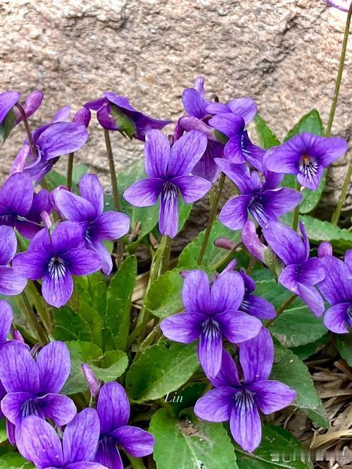 田间有种随处可见的野花，我经常拿来治青春痘。春天一来，草地边、田埂上，常常能