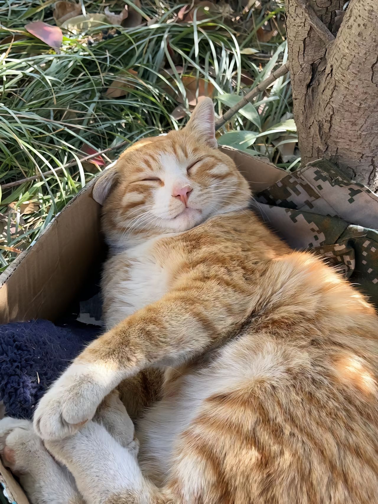 学校里的团宠咪咪学长