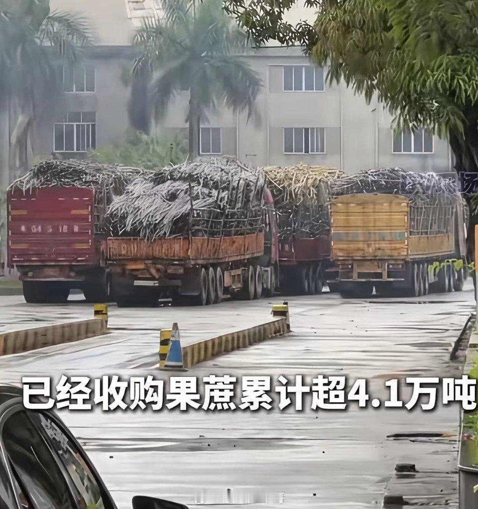 一家糖厂带火了一座城市！广东茂名化州耀明糖厂，因“拉多少，就收多少！”敞开糖厂大