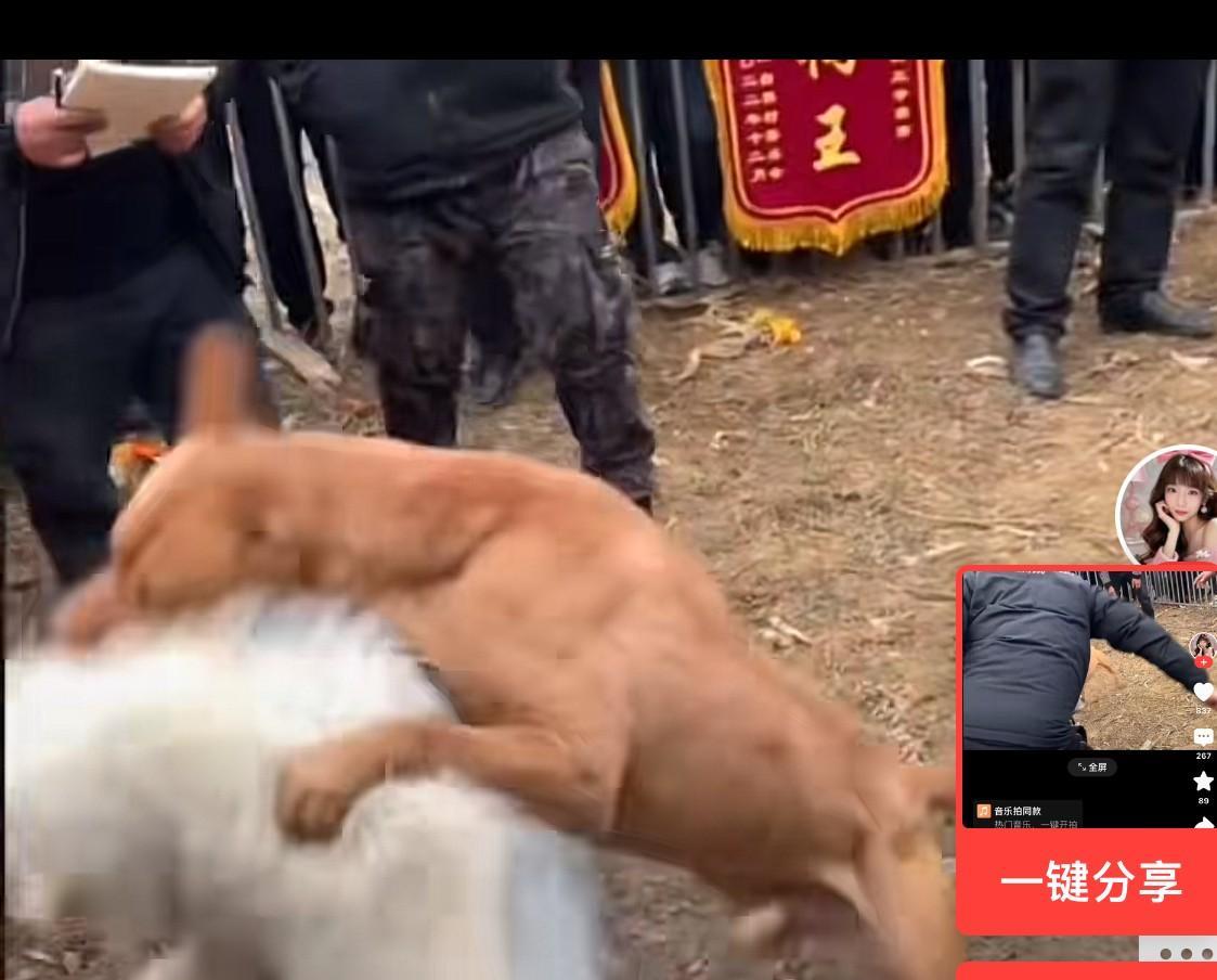 狗王争霸赛，真的太残忍了……只见一圈帖栏杆围出一块儿场地，两边的狗主人打开两侧