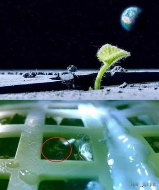 这是第一株在月球上发芽的植物，它是一株棉花幼苗。2019年1月，中国国家航
