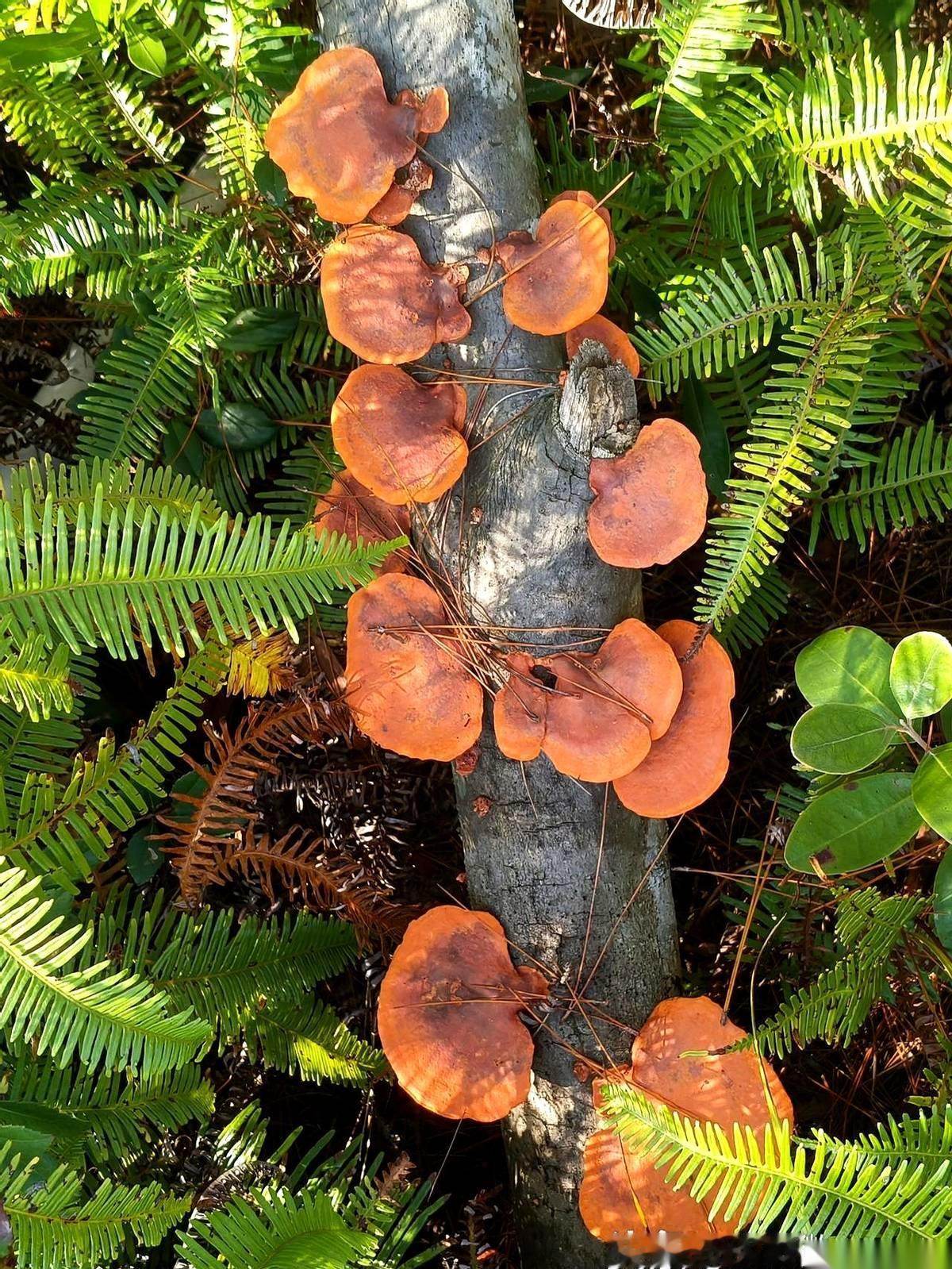 退休第四天。真的，就四天。元旦后上班第一天，前单位大领导电话就追过来了。我当