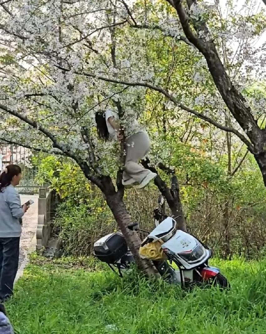 3月6号，上海一公园内，一名女子为了拍出好看的自拍，竟然不顾公园的规定，攀爬到樱