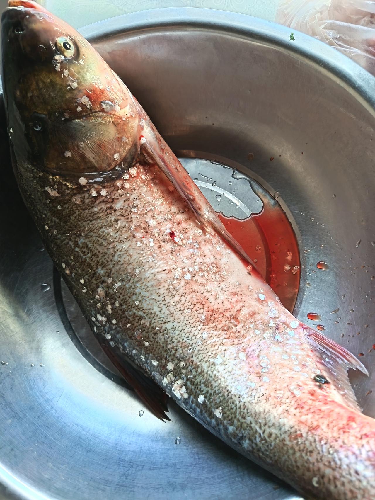 今天鱼价：草鱼每斤14元青鱼每斤15元黑鱼每斤17元鲢鱼每斤4元