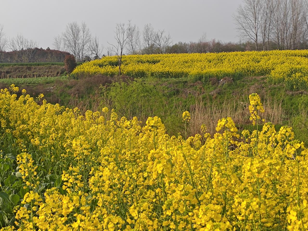 心脏搭桥和装支架是一回事吗？哪个手术危险些？不是一回事，心脏支架是微创“疏通”