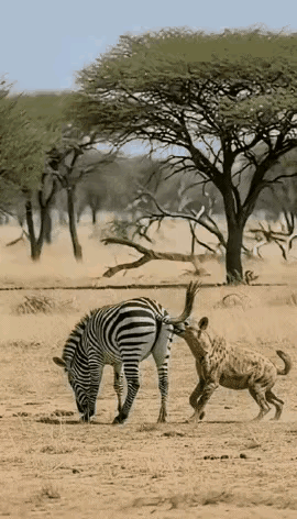 惯于掏肛的豺狗终究遭到了报应，被斑马狠狠踢了一番，看样子一时半会儿难以动弹。自然