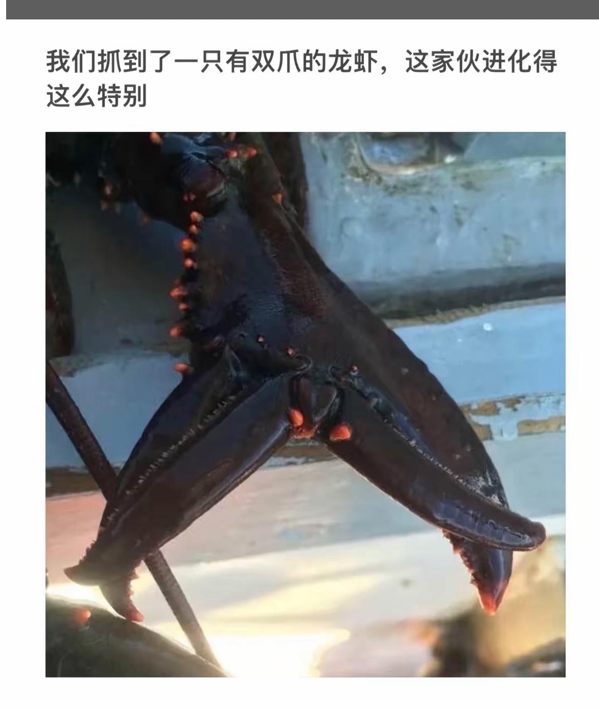 这龙虾的钳子也太特别了吧！