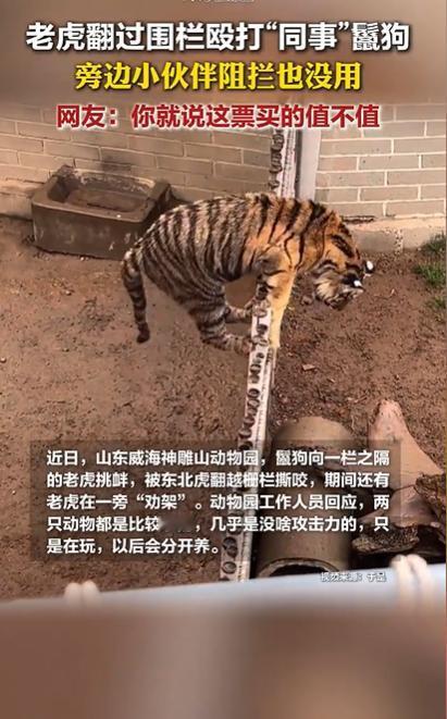 山东一动物园老虎翻围栏打“同事”，网友：你就说这票买的值不值？ 8月9号，山