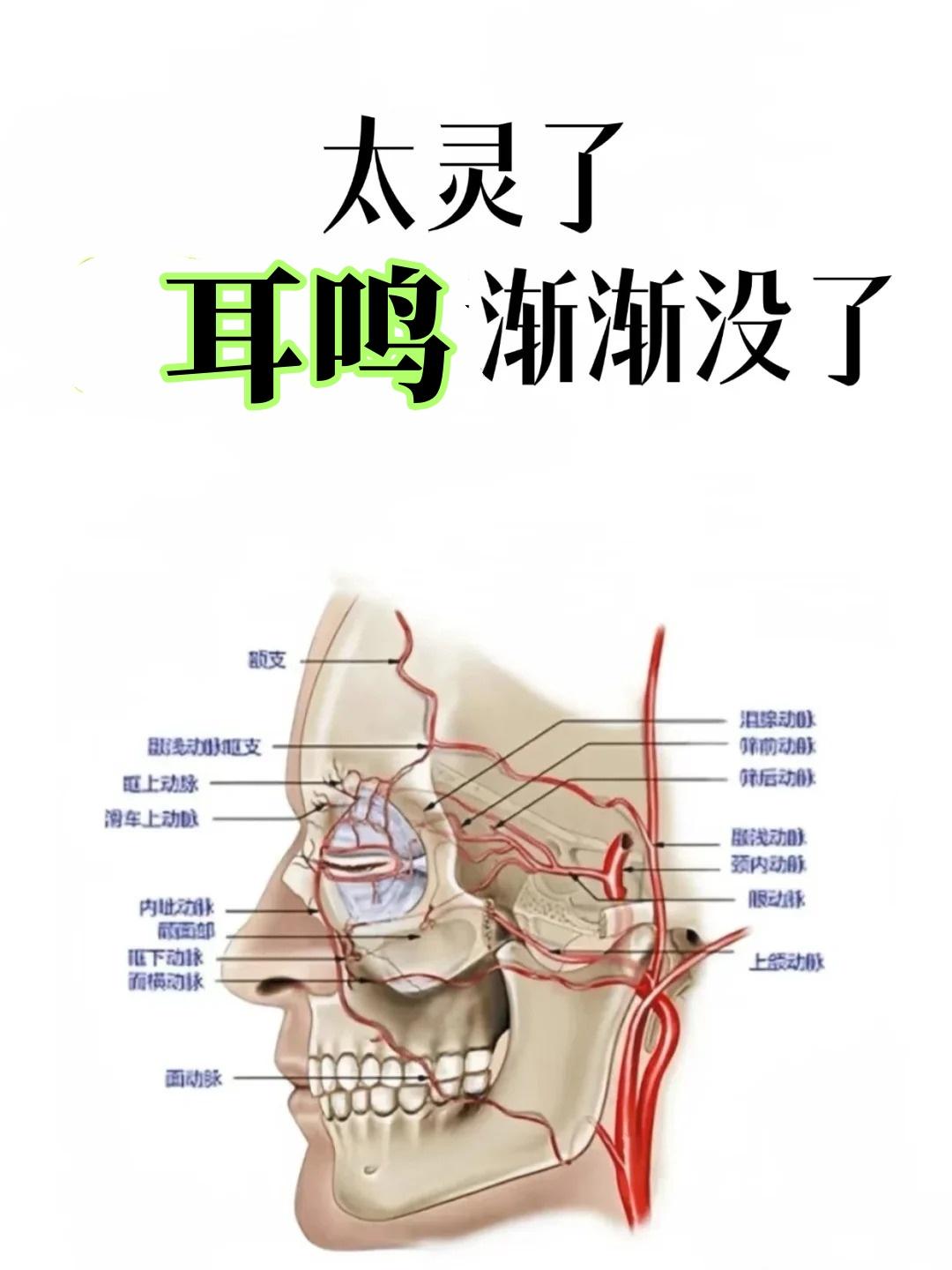 太灵了，耳鸣渐渐没了在很多大夫的认知里，耳鸣多由肾虚、肝火、脾虚湿困所致，但我