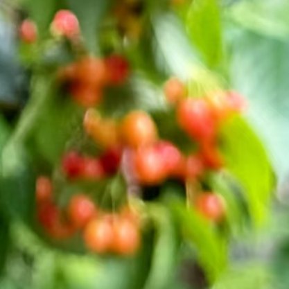 樱桃的种植方法一、种子种植将果核清洗干净放在阴凉处晾干再播种。播种时直接将种子放