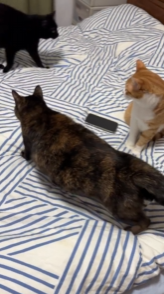 发现抛错媚眼的小猪咪