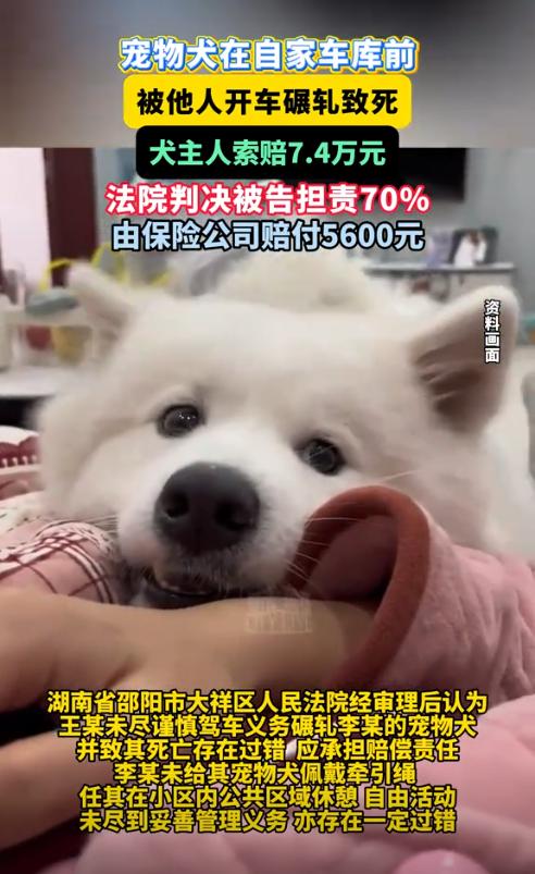 湖南邵阳，一男子开车路过某车库门前时，不慎轧死一只萨摩耶犬。事后，狗主人向男子索
