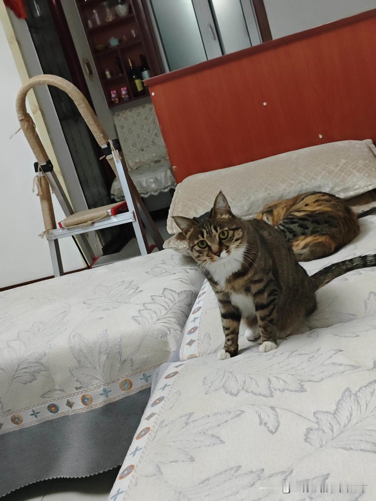 家中俩猫，糖宝是虎斑后代，来财是三花，都特别聪明却性格各异。来财粘