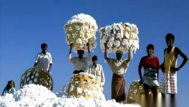 讲一个特有意思的事儿，印度跟中国的棉花生意。印度，把自家地里堆成山的棉花，用一