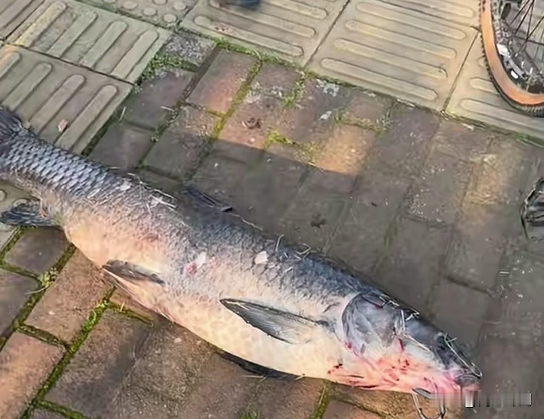 株洲一小孩哥太酷了！在河西钓上一条超大青鱼，拒绝大人帮忙，非要自己骑车把鱼驮回家