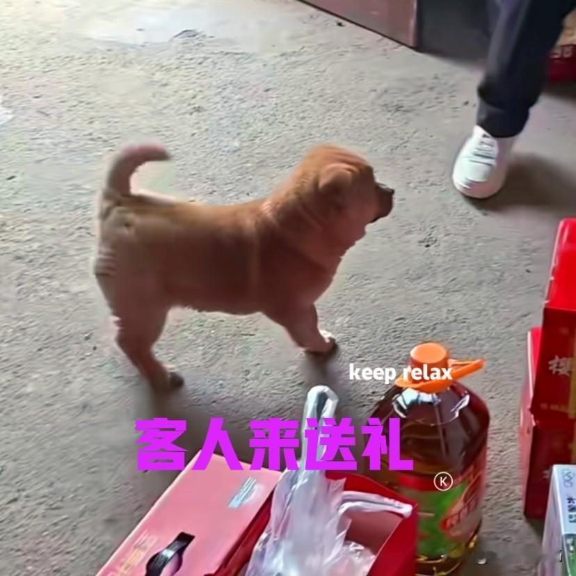 表弟年前花了一千多，在网上买了一只中华田园犬。小狗来自广西，性格非常活泼，但是对