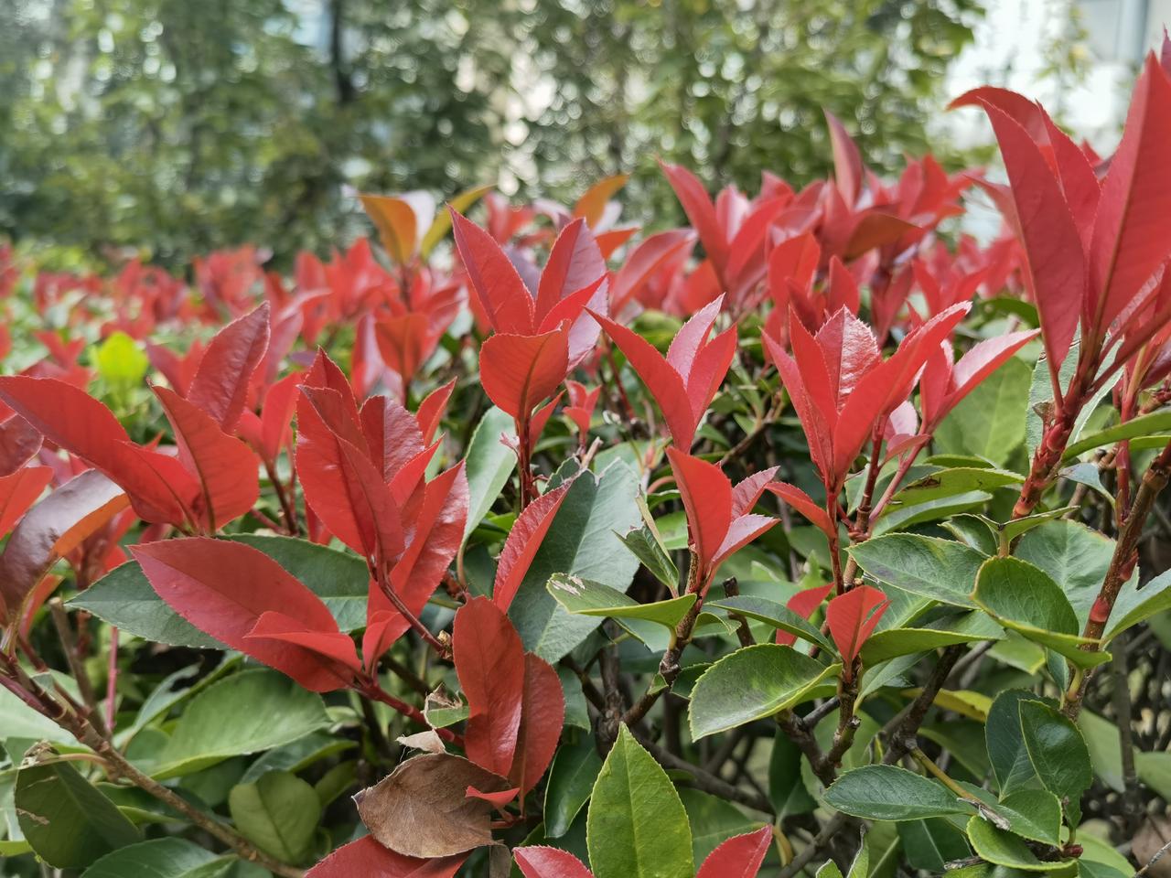 幼儿园已经凉了，接下来该轮到小学老师瑟瑟发抖了？昨天和朋友聊天，问他家娃在