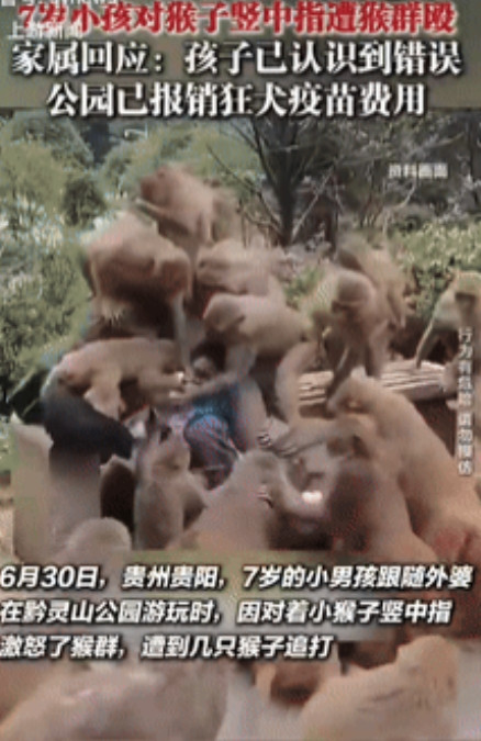 “胆子也太大了！”7月1日，贵州贵阳，一7岁男孩和外婆在公园玩耍，却突然对着猴子