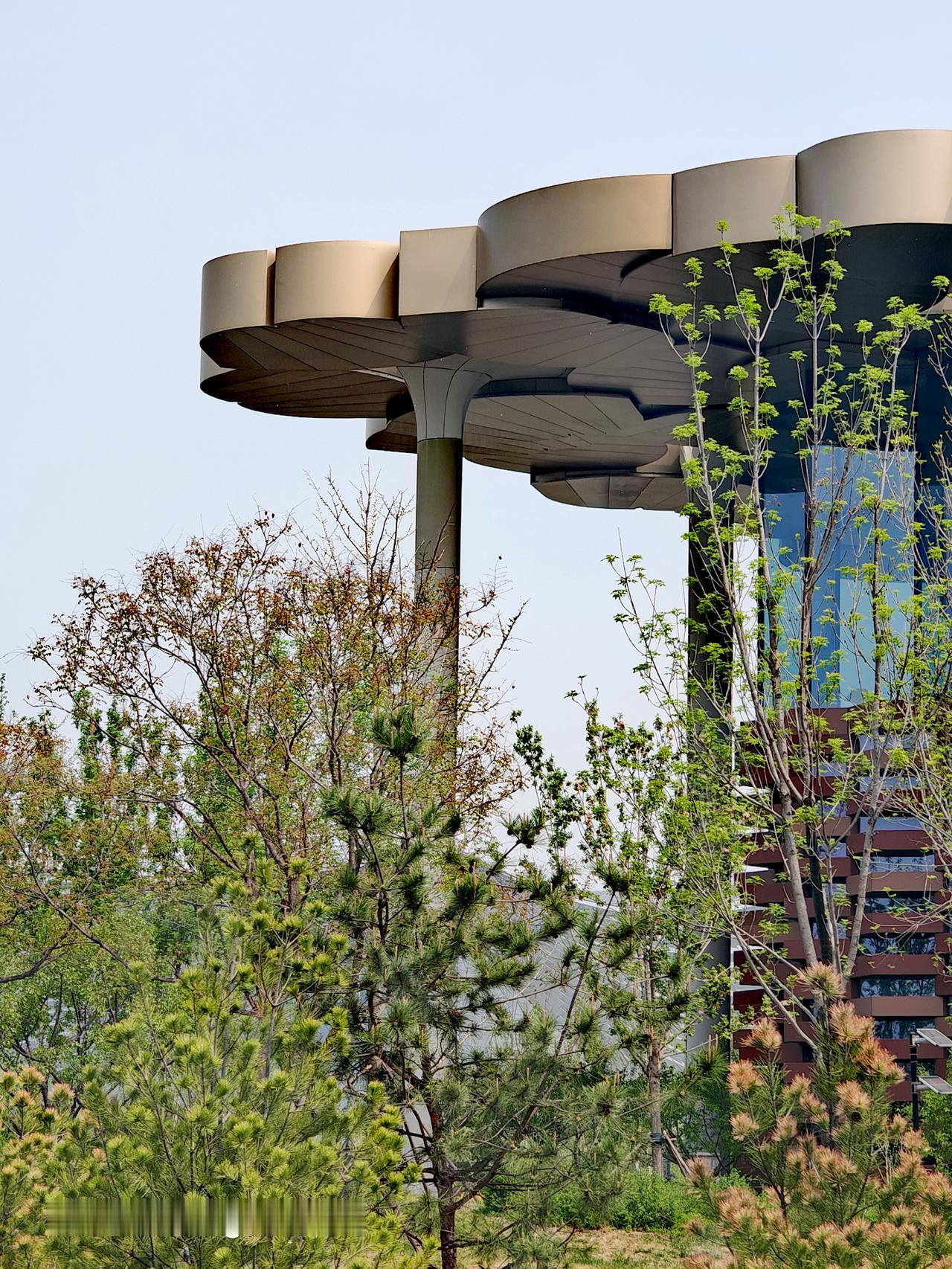 在城市图书馆候车时，我习惯随手拍风景。之前有次等车，我看到图书馆外的银杏大道，金