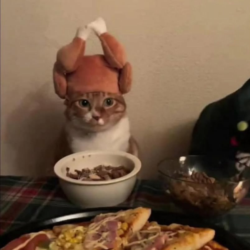 ，谁能告诉我这个猫帽子哪里买​​​