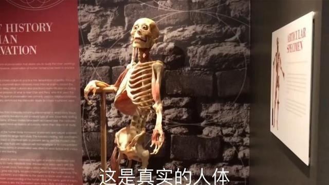 人体标本制作师: 从业15年, 天天砂锅煮人骨, 软体组织堆成山