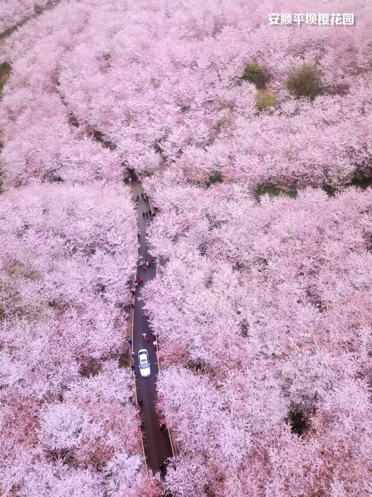 🌸别去日本了！国内樱花已开，这8个地方美绝了💁♂️快收藏：国内8大城市【经