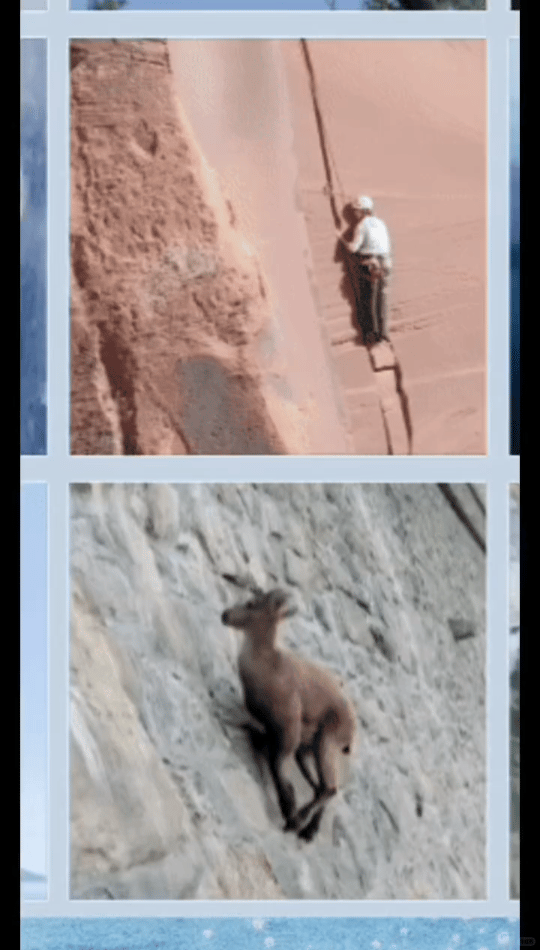 这完全就是王一博本体王一博和岩羊的区别到底在哪王一博和岩羊的区别到底在哪