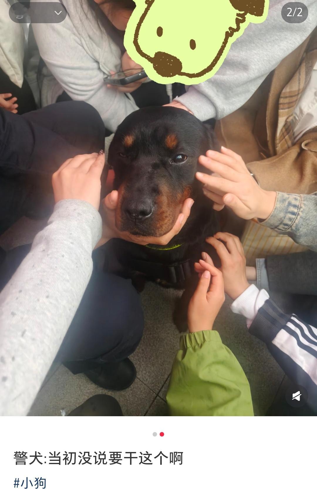 组织还是利用了它的美貌