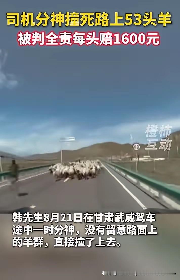 甘肃一男子驾车撞上羊群致53只羊死伤，交警判定其全责，经协商按每只1600元赔付