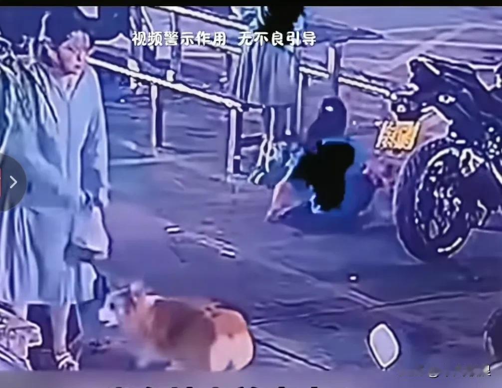 狗主人放开长长的狗绳，致使狗咬伤了小女孩。小女孩坐在地上发出凄惨的叫声，然而狗主