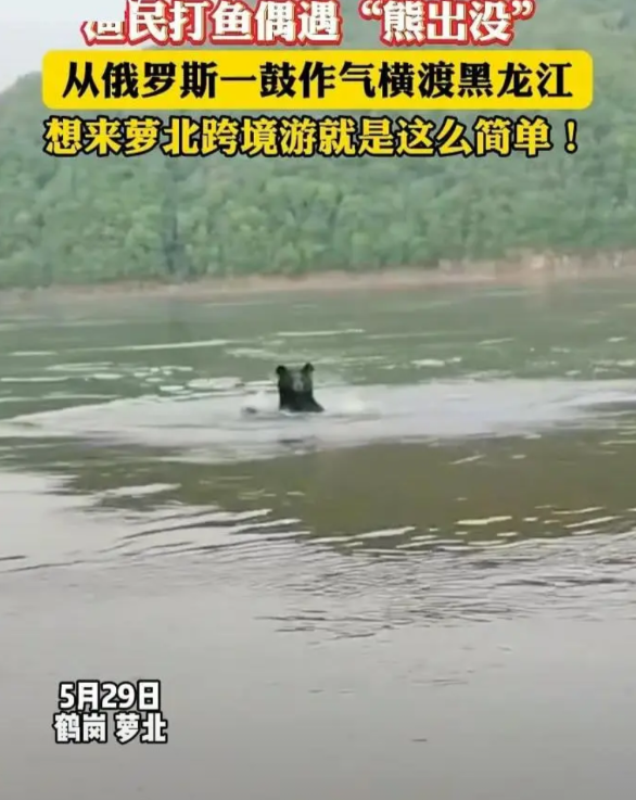 黑熊横渡黑龙江从俄罗斯“偷渡”到中国，当地回应5月29日，据萝北融媒消息，黑龙