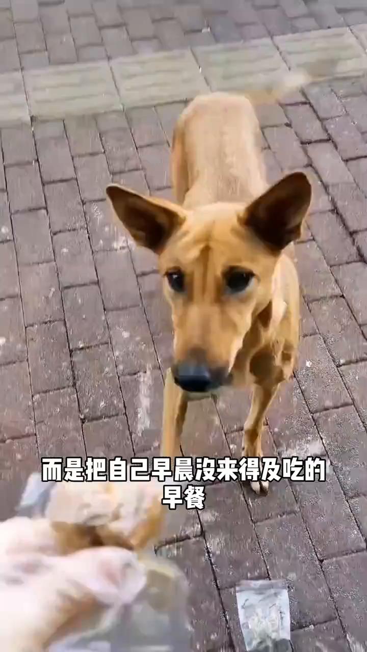 这只骨瘦如柴的狗狗规规矩矩的坐在小吃店的门口，看着面馆老板看得出来它很饿，但是它