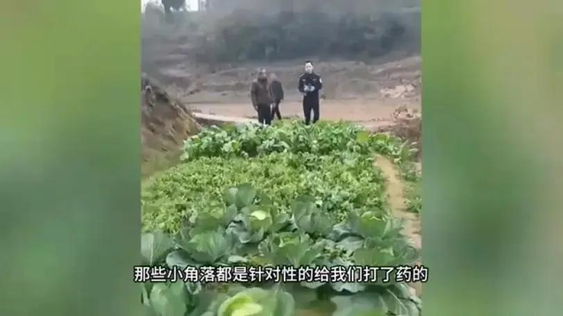 “严查到底！”12月15日，四川达州，一女子到自家菜地摘菜时，闻到一股强烈的农药