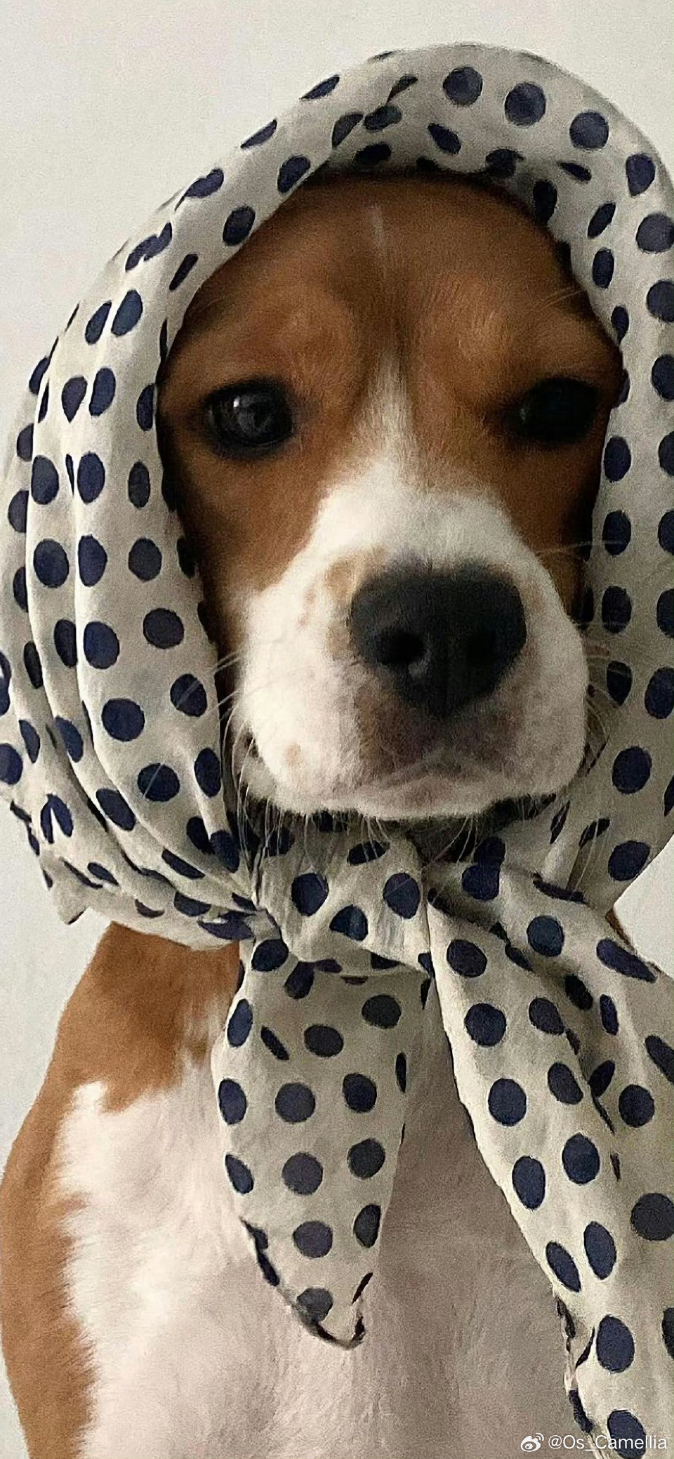 iOS26手机壁纸｜壁纸分享｜3D景深壁纸｜热门壁纸｜iOS26艺术壁纸