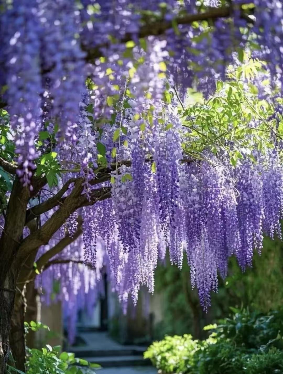 时光易老，岁月难留。愿以清欢煮流年，好梦随风闲。一杯酒，坐花间。琐事千般，心平安