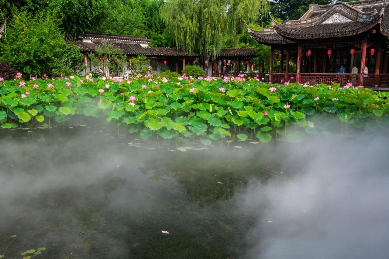 上海古猗园。上海古猗园江南园林美学荷塘诗意烟雨江南的中式美学荷池仙境