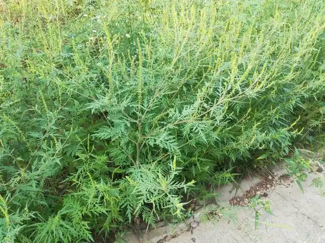 说起“入侵物种”，大多数人都会想到红火蚁，加拿大一枝黄花，水花生，但今天要说的不
