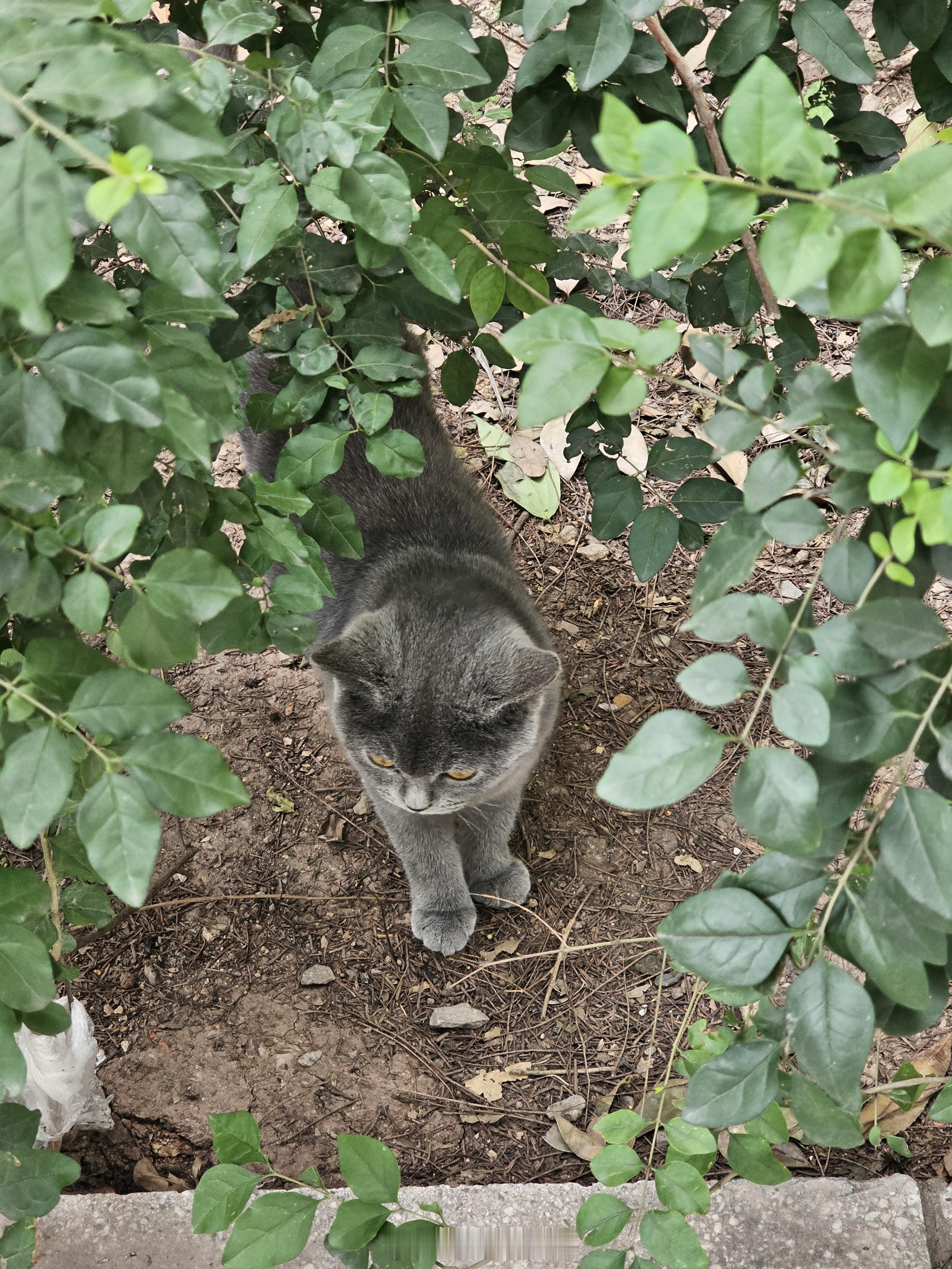 可爱，想给它一个家🐈‍⬛​​​