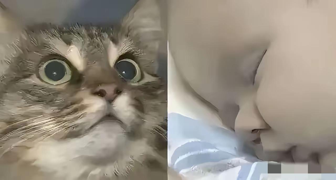 俄罗斯一只流浪猫火遍全球，连央视都报道了它。当地冬天极寒，好心人在楼道放了纸箱铺