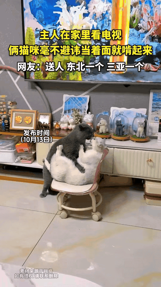 一黑一白两只猫咪陪着主人看电视，看到电视里亲热的画面，两只猫咪心痒难耐，无视主人