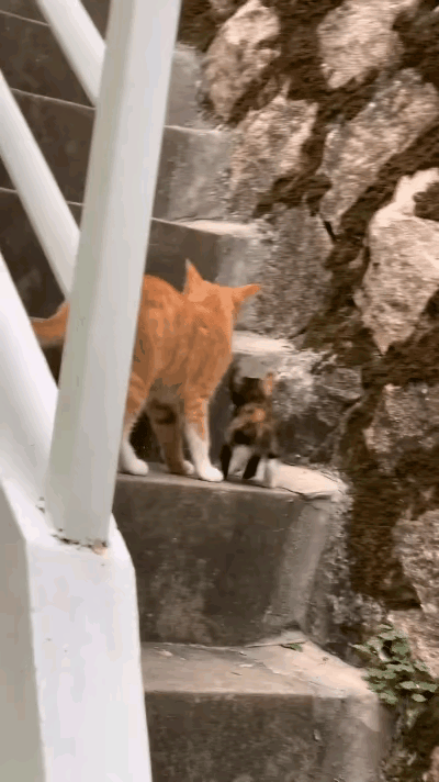 被一只小奶猫治愈了！猫妈妈教崽上台阶，全网看哭视频里这一幕真的太戳心！