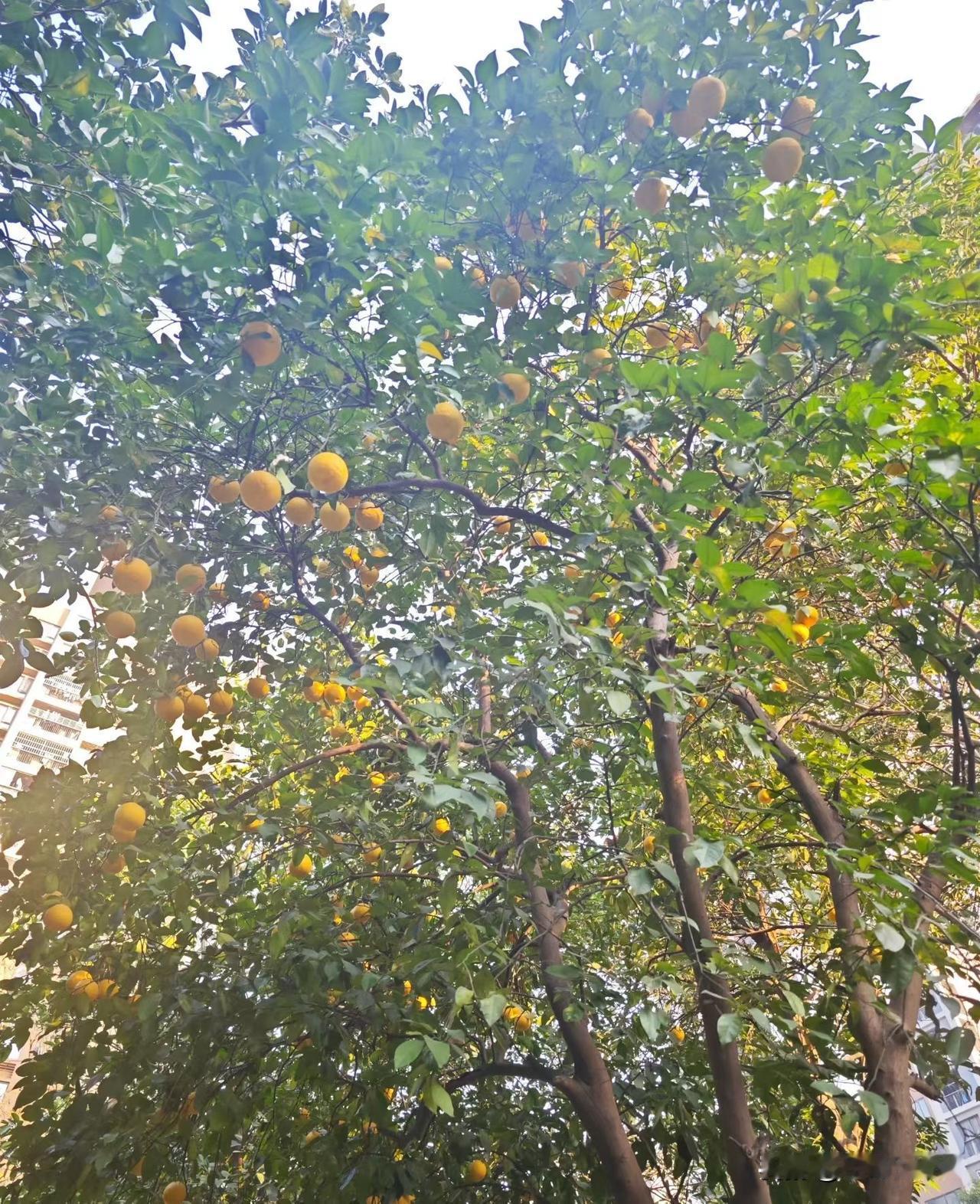 周四，武汉地铁客流量继续维持400万人次以下，为394万多[呲牙笑][呲牙笑][呲牙